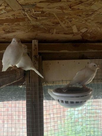 canaries-and-budgies-big-0