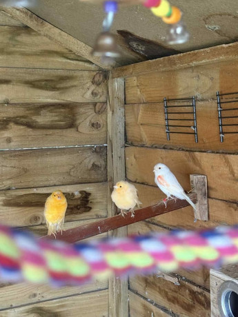 canaries-and-budgies-big-2