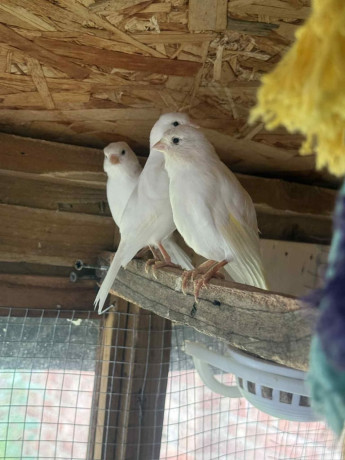 canaries-and-budgies-big-4