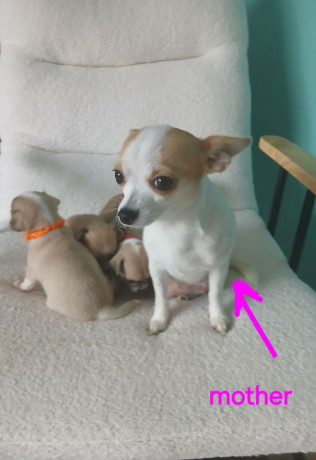 puppy-chihuahuas-big-2
