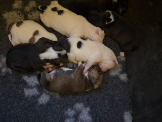 staffordshire-bull-terrier-puppies