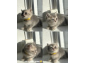 tica-registered-british-shorthairs-small-3
