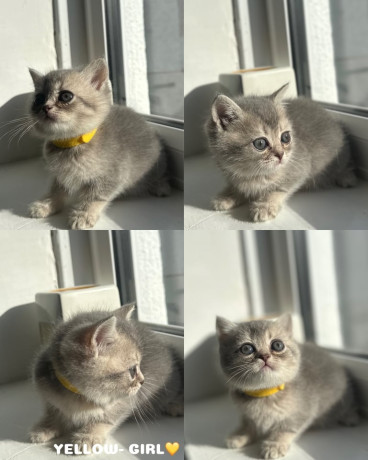 tica-registered-british-shorthairs-big-3