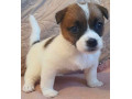 miniature-jack-russell-puppies-small-2