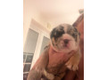 english-bulldog-puppies-small-0