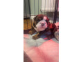 english-bulldog-puppies-small-2