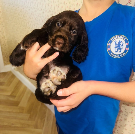 beautiful-cocker-spaniel-puppies-big-0