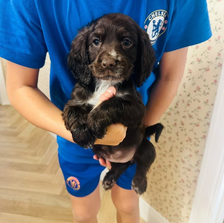 beautiful-cocker-spaniel-puppies-big-1