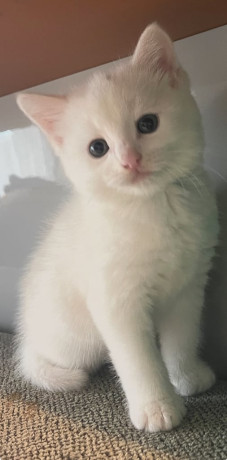 5-month-old-female-kitten-big-4