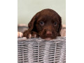 sprocker-puppies-small-1