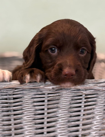 sprocker-puppies-big-1