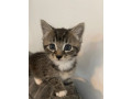 2-male-cats-neutered-for-rehoming-small-3