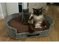 cats-need-rehoming-small-2