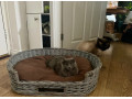 cats-need-rehoming-small-3