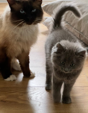 cats-need-rehoming-big-4