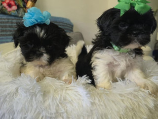 shih-tzu-puppies-2-boys-available-ready-now