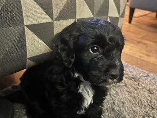 cockapoo-dog-puppy-for-sale