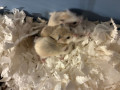 dwarf-roborovski-hamster-small-2