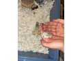 dwarf-roborovski-hamster-small-3