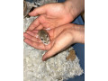 dwarf-roborovski-hamster-small-4