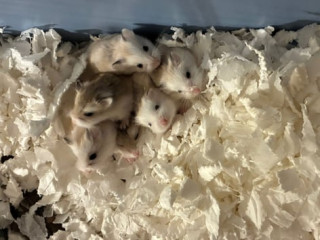 dwarf-roborovski-hamster