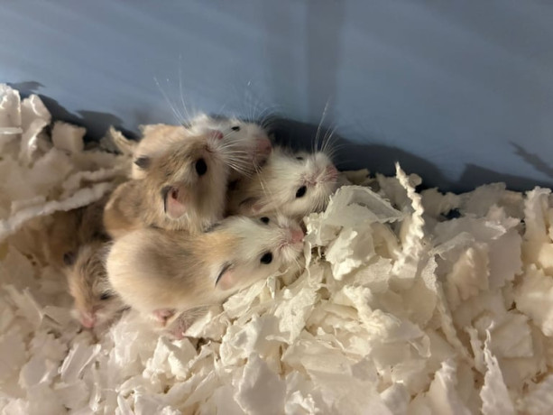 dwarf-roborovski-hamster-big-1