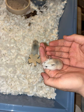 dwarf-roborovski-hamster-big-3