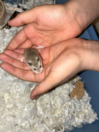 dwarf-roborovski-hamster-big-4