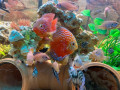 tanks-and-fish-for-sale-small-0