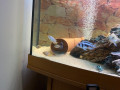 tanks-and-fish-for-sale-small-3