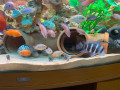 tanks-and-fish-for-sale-small-4