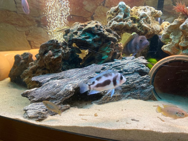 tanks-and-fish-for-sale-big-1