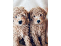 dogs-small-1
