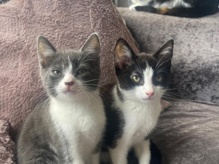 kittens-for-sale-both-males