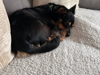 miniature-pinscher-male