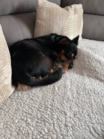 miniature-pinscher-male-big-0