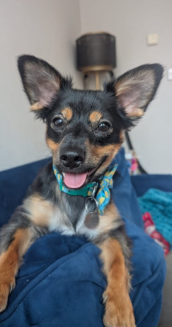 miniature-pinscher-male-big-1