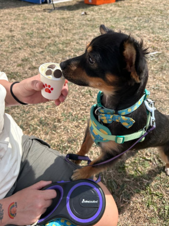 miniature-pinscher-male-big-2