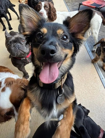 miniature-pinscher-male-big-3