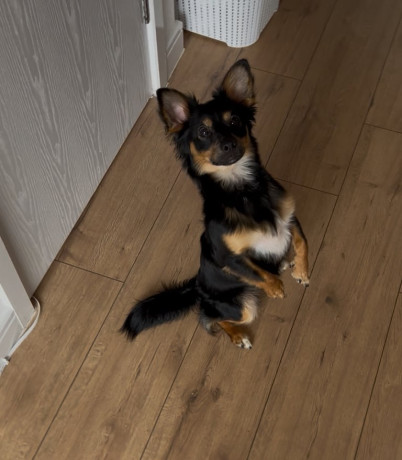 miniature-pinscher-male-big-4