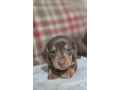 kc-registerd-smooth-long-haired-miniature-dachshunds-small-1