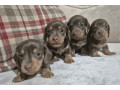 kc-registerd-smooth-long-haired-miniature-dachshunds-small-2