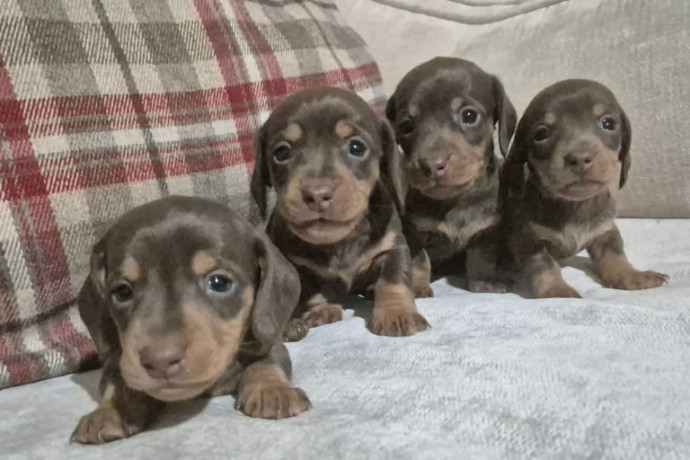 kc-registerd-smooth-long-haired-miniature-dachshunds-big-2