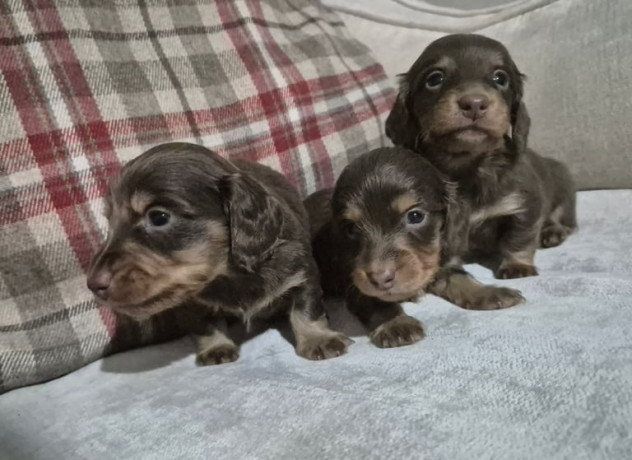 kc-registerd-smooth-long-haired-miniature-dachshunds-big-3