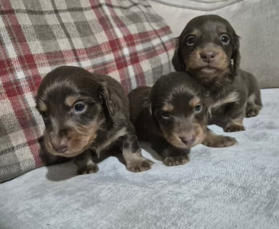 kc-registerd-smooth-long-haired-miniature-dachshunds-big-4