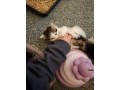 kittens-for-sale-small-2