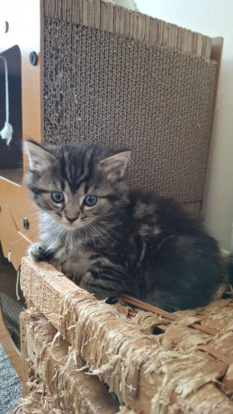kittens-for-sale-big-4
