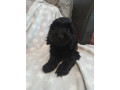 beautiful-boy-cockapoo-small-3