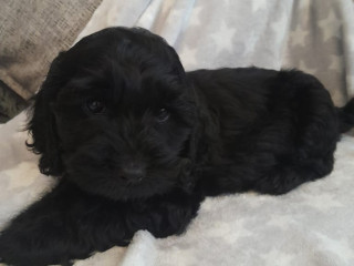 beautiful-boy-cockapoo