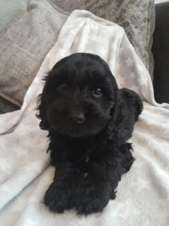 beautiful-boy-cockapoo-big-1